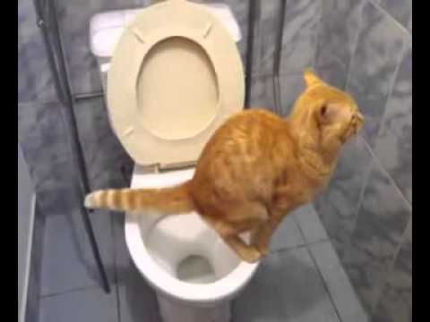 Poes poept op de WC en spoelt zelf door :p :p :p - Kattenfilmpjes.com